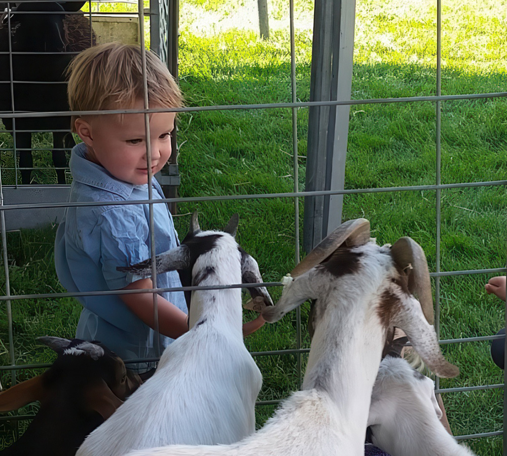 A little boy joyfully interacts with goats through a fence, enjoying a charming farm experience.